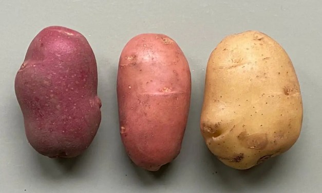 Plant skin grafts could result in new kinds of vegetables