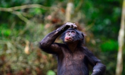 Bonobos Speak in Phrases: New Study Challenges Uniqueness of Human Language