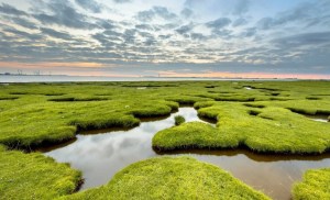 Wetlands are a hidden source of rising methane emissions 1