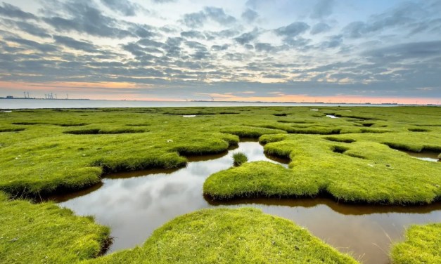 Wetlands are a hidden source of rising methane emissions
