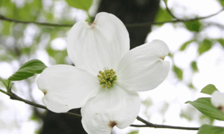 The Mystery of the Dogwood Tree