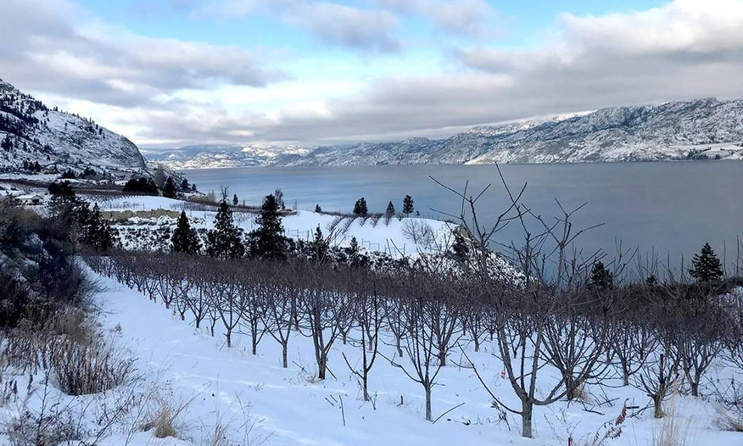 The Ice-Defying Science Behind Cherry Trees’ Supercooling Survival