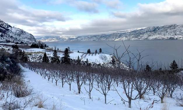 The Ice-Defying Science Behind Cherry Trees’ Supercooling Survival