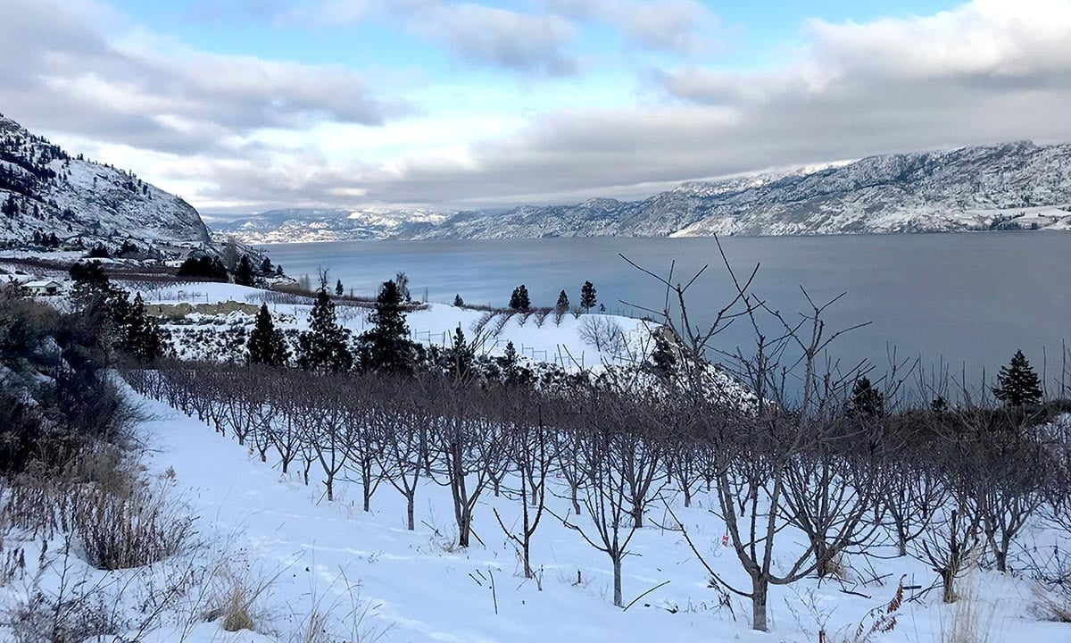 The Ice-Defying Science Behind Cherry Trees’ Supercooling