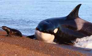 It’s Official: Orcas and Dolphins Have Crossed the Point of No Return in Their Evolution to Live on Land 1
