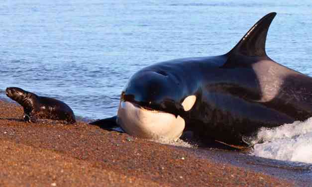 It’s Official: Orcas and Dolphins Have Crossed the Point of No Return in Their Evolution to Live on Land