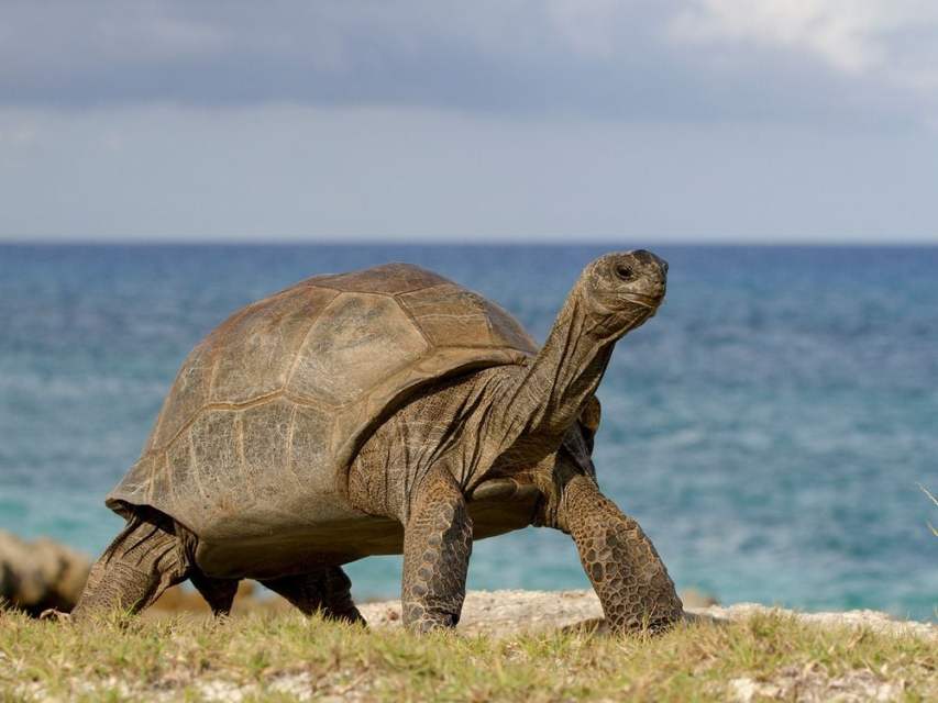 Thousands of Giant Tortoises Anchor a Thriving Ecosystem on Aldabra, a Remote Atoll in the Indian Ocean