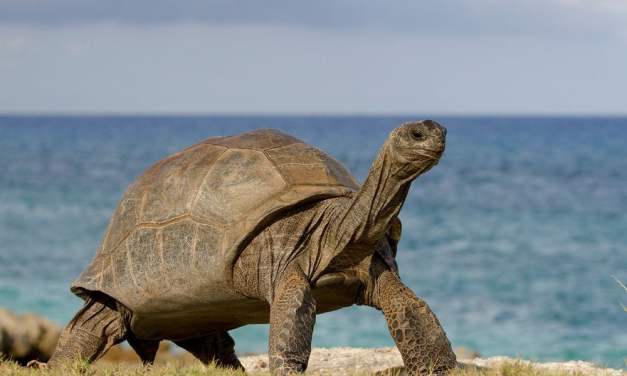 Thousands of Giant Tortoises Anchor a Thriving Ecosystem on Aldabra, a Remote Atoll in the Indian Ocean