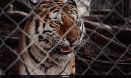 7 Tigers Seized From US Man’s House. He Uses Them As ‘Emotional Support Animals’