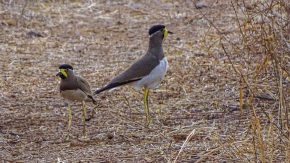 Fluttering wings and chirping: Tadoba tiger reserve attracts rare birds in area free of villages