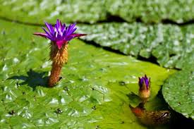 A billion-dollar market rooted in muddy ponds and manual labour