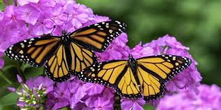 19 Plants That Will Bring Butterflies to Your Yard or Garden