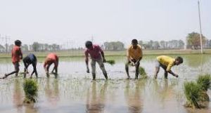 Punjab news: Agriculture experts alarmed at early paddy sowing 1