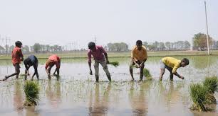 Punjab news: Agriculture experts alarmed at early paddy sowing