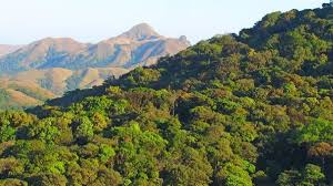 Tribal groups claim Centre’s forest encroachment data to NGT ‘false’, undermines Forest Rights Act