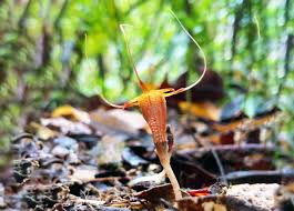Newly discovered fairy lantern species can’t photosynthesize