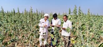 As castor fields expand, a traditional mixed farming system shrinks