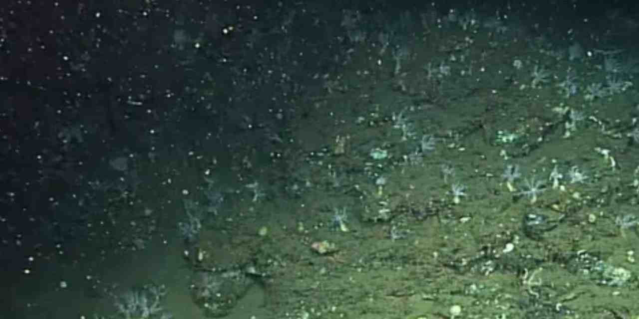 Elusive Sea Creature Spotted Lurking Beneath the Waves—Its Camouflage Is Unlike Anything You’ve Ever Seen!