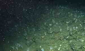 Elusive Sea Creature Spotted Lurking Beneath the Waves—Its Camouflage Is Unlike Anything You’ve Ever Seen! 1