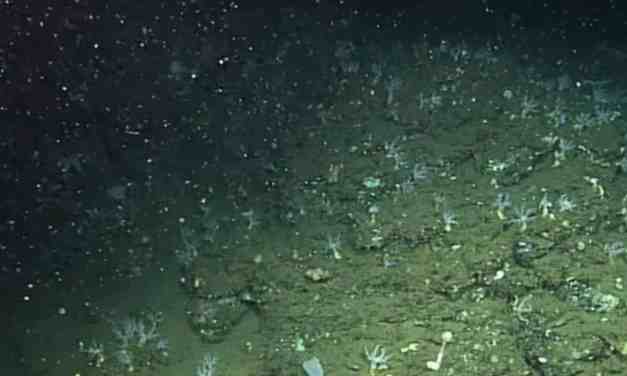 Elusive Sea Creature Spotted Lurking Beneath the Waves—Its Camouflage Is Unlike Anything You’ve Ever Seen!