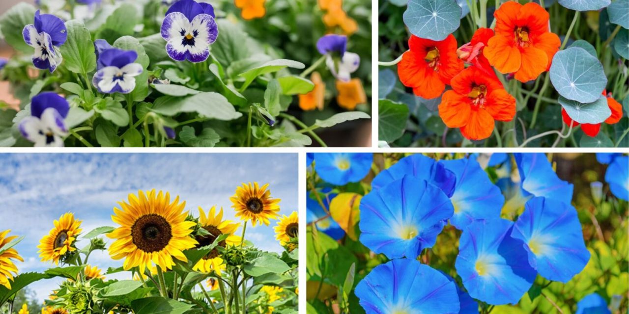 10 Quick-Growing Flowers to Transform Your Garden with Color in No Time
