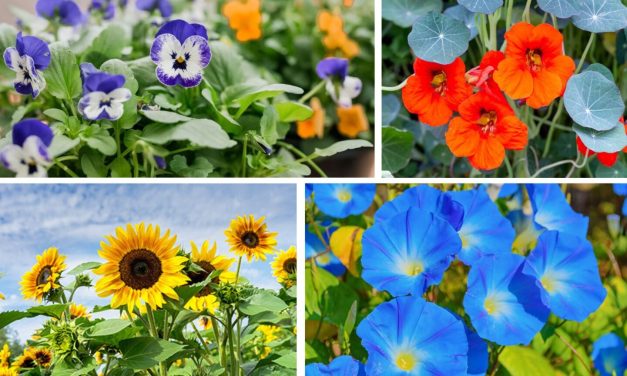 10 Quick-Growing Flowers to Transform Your Garden with Color in No Time