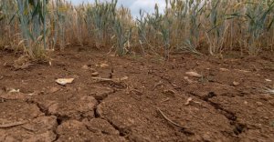 Global Soil Moisture in 'Permanent' Decline Due to Climate Change 1 Global Soil Moisture in 'Permanent' Decline Due to Climate Change 1