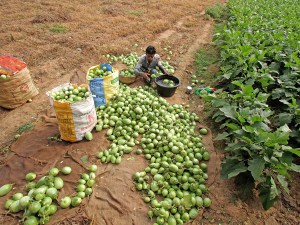 Can a single agri-platform multiply farmers' incomes through the network effect? 1
