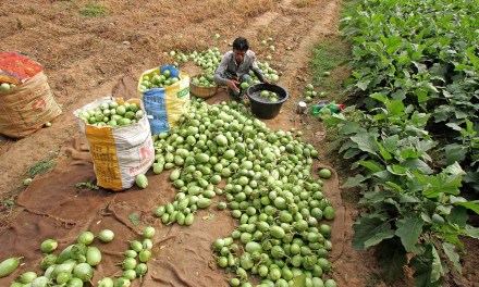 Can a single agri-platform multiply farmers’ incomes through the network effect?