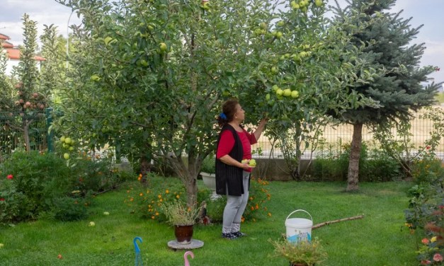 Types Of Flowers You Shouldn’t Grow Near Fruit Trees