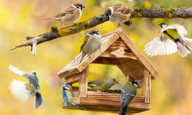 Why Putting Your Feeders At Different Heights Is Key For Attracting Birds