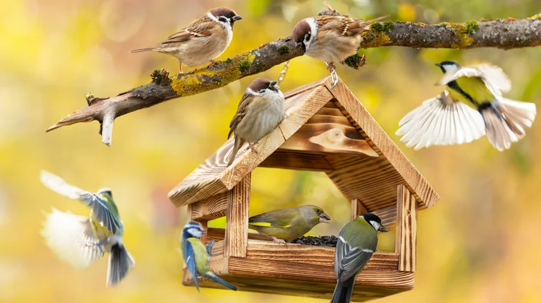 Why Putting Your Feeders At Different Heights Is Key For Attracting Birds