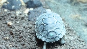 Giant tortoise babies of first-time 100-year-old 'Mommy' unveiled at zoo 1 Giant tortoise babies of first-time 100-year-old 'Mommy' unveiled at zoo 1