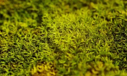 Study reveals how plants adjust internal pressure for survival