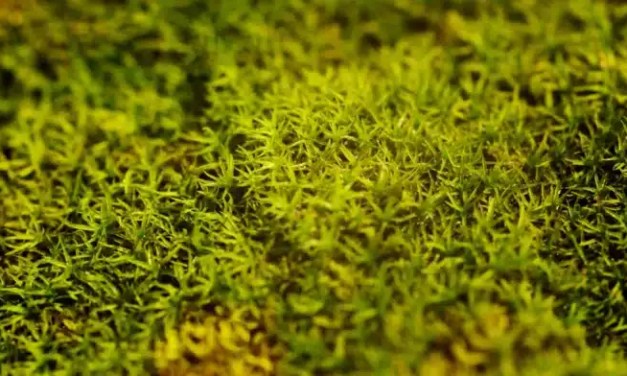 Study reveals how plants adjust internal pressure for survival