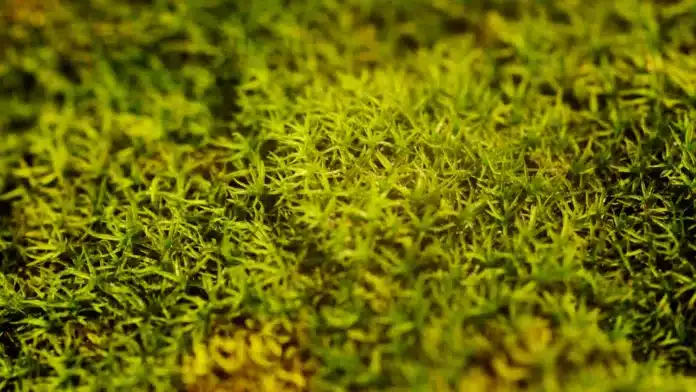 Study reveals how plants adjust internal pressure for survival