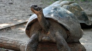 'Seemingly impossible': Endangered tortoise becomes first-time mom at about 100 years old 1