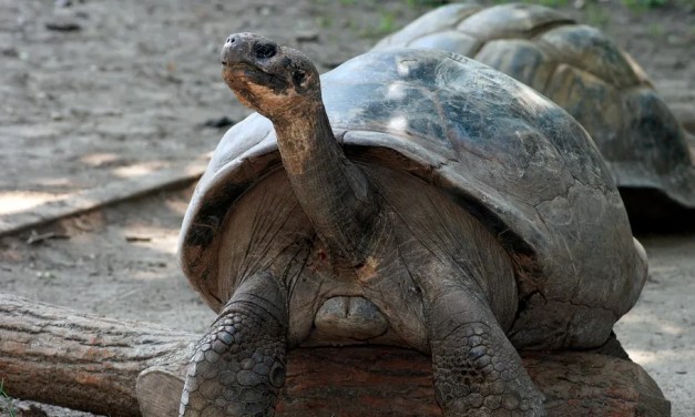 ‘Seemingly impossible’: Endangered tortoise becomes first-time mom at about 100 years old