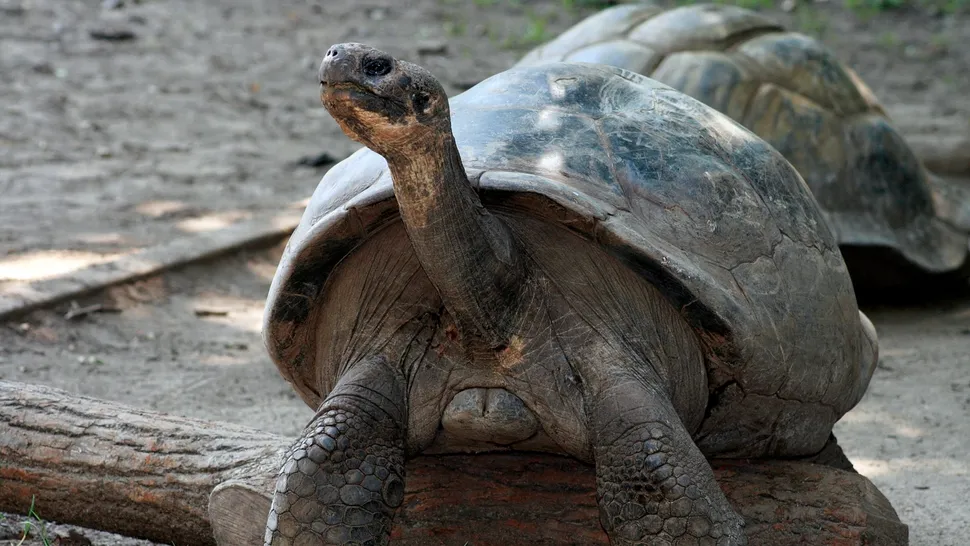 ‘Seemingly impossible’: Endangered tortoise becomes first-time mom at about 100 years old