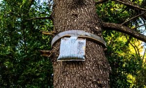 If You Spot a Plastic Bag on a Tree, Don’t Go near It — It’s a Sign of Imminent Danger 1