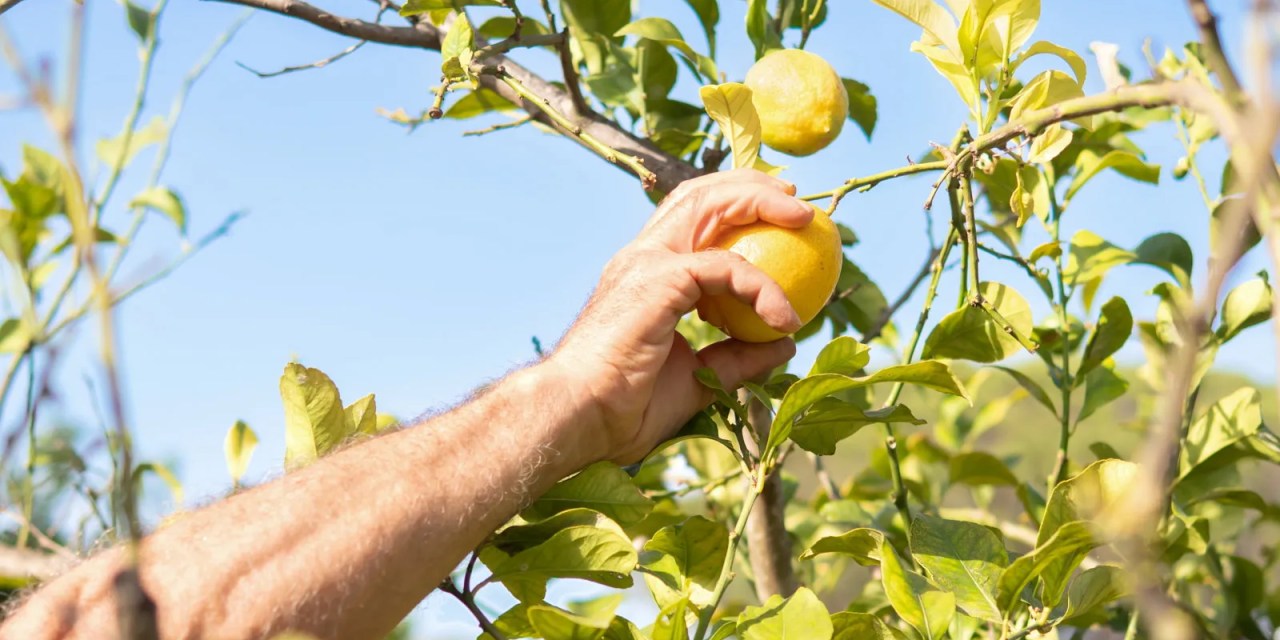 7 fruits to plant in April for years of tasty homegrown harvests, plus expert planting tips