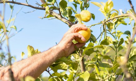 7 fruits to plant in April for years of tasty homegrown harvests, plus expert planting tips