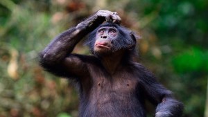 Besides Humans, This Primate Has Developed Language Skills, Say Scientists 1