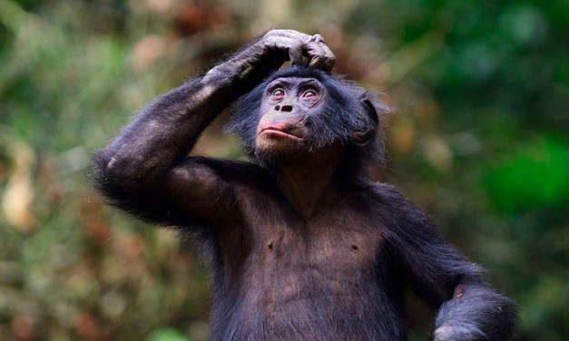 Besides Humans, This Primate Has Developed Language Skills, Say Scientists