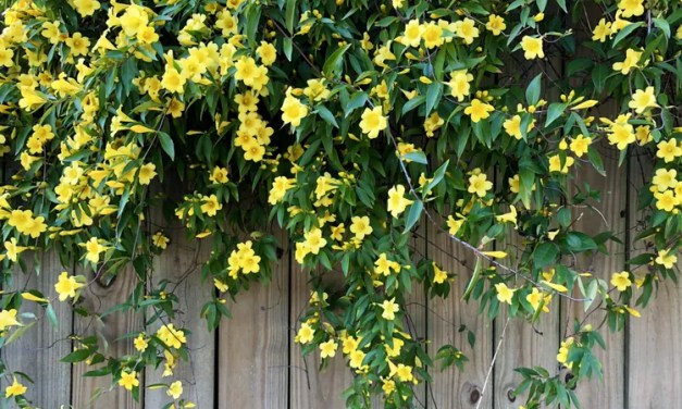 10 Climbing Plants That Will Cover Fences In A Flash