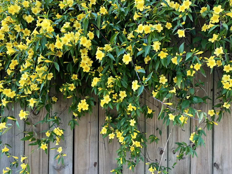 10 Climbing Plants That Will Cover Fences In A Flash