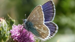 From Birding To Butterflies: Padma Gyalpo Documents Rare Butterfly Species In Ladakh 1