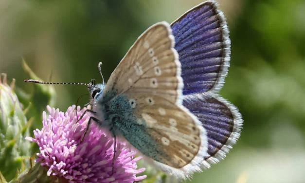 From Birding To Butterflies: Padma Gyalpo Documents Rare Butterfly Species In Ladakh