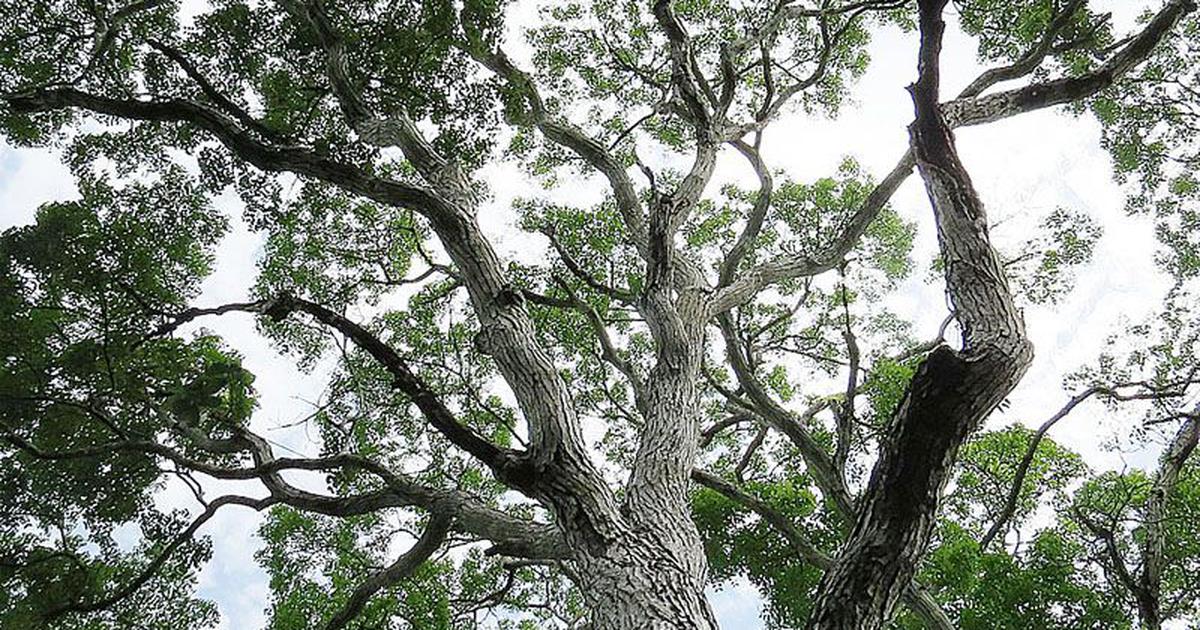 Folk tale from the Nicobar Islands: Greedy humans take advantage of a kind mahogany tree