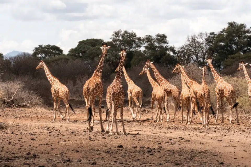 Meru National Park in Transition: Preserving a Wild Legacy in a Changing Climate
